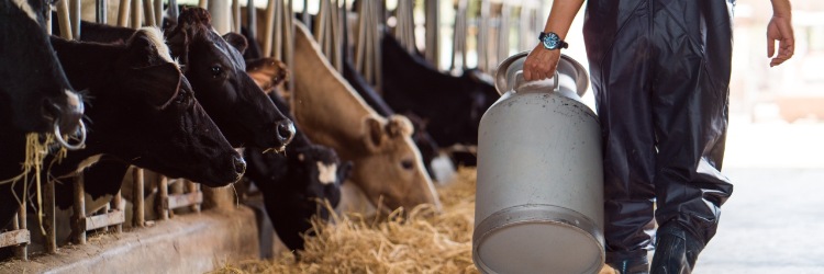 Bauer trägt Milchkanne durch Stall voller Milchkühe