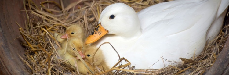 Ente mit Kücken in einem Nest aus Stroh