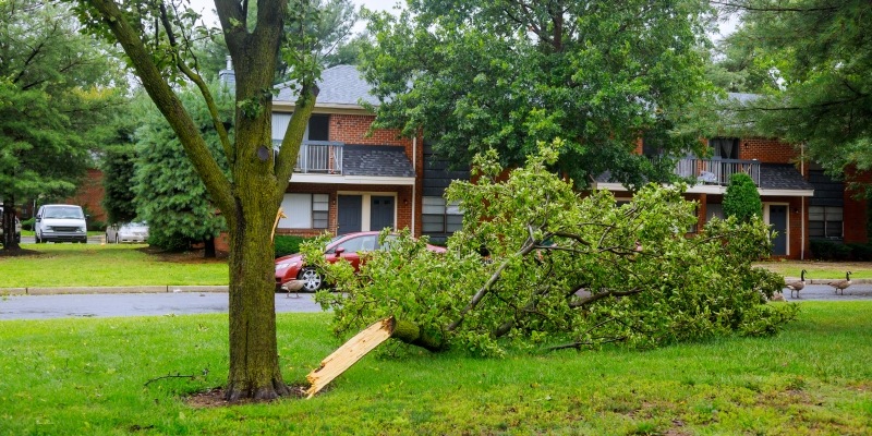 Abgebrochener Ast liegt neben einem Baum