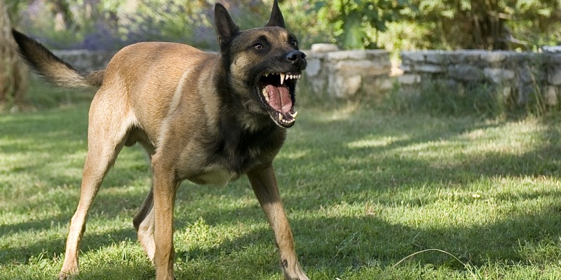 Hund mit gefletschten Zähnen