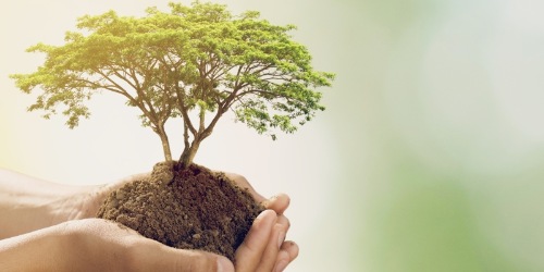 junge Hände halten einen Baum