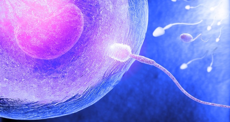 Spermien befruchten eine Eizelle