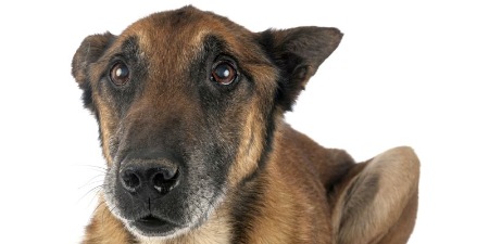 Trennung und Scheidung: Was passiert mit dem Familienhund?