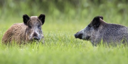 Wildunfall: Wann haftet die Kfz-Versicherung?